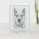 Buscar queensland tarjetas Heeler de queensland
