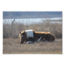 Buscar potro fotografía Caballo