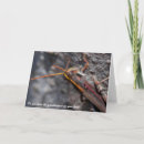 Buscar saltamontes tarjetas Bugs