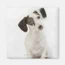 Buscar apertura imanes Perro