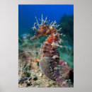 Buscar seahorse posters Mar