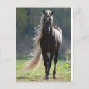 Buscar cheval 2 ª peruana