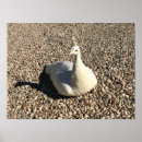 Buscar pavo real blanco posters Animal