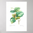Buscar de la avellana arte Nueces