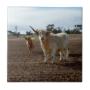 Buscar ganado azulejos Vacas