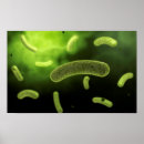 Buscar bacteriología posters Investigación