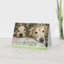 Buscar malestar tarjetas Perro
