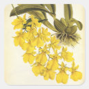 Buscar orquídeas amarillas pegatinas Botánico