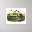 Buscar ferret arte Ilustracion