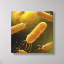 Buscar bacterias lienzos Célula