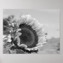 Buscar flor sonriente posters Sol