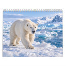 Buscar osos calendarios Oso pardo