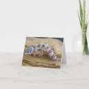 Buscar leopardo tarjetas Gecko