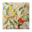 Buscar pájaros tropicales azulejos Exótico