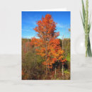 Buscar tronco de árbol tarjetas Foto
