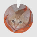 Buscar tabby anaranjado decoracion Mermelada