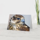 Buscar del perfil del tarjetas Para todos