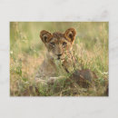 Buscar león del bebé postales Animales de safari