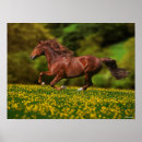 Buscar lusitano posters Raza