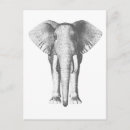 Buscar elefante blanco postales Para todos