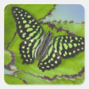 Buscar mariposas exóticas pegatinas Colorido