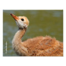 Buscar grúa del sandhill posters Naturaleza