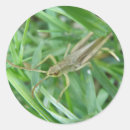 Buscar grasshopper pegatinas Vida silvestre