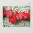 Buscar creeper postales Naturaleza