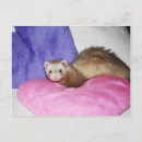 Buscar ferret Fotografía