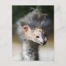 Buscar peinado postales Animal