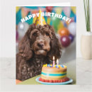 Buscar cockapoo tarjetas Cucaracha