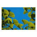 Buscar ginkgo fotografía Verde
