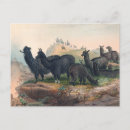 Buscar alpaca postales Salvaje