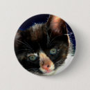 Buscar gato de calicó pins Animal