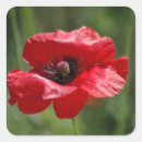 Buscar amapola roja pegatinas Primavera
