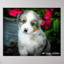 Buscar australianos posters Perro