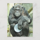 Buscar chimpancé divertido postales Adorable