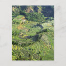 Buscar provincia de yunnan postales Campo