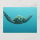 Buscar tortuga verde postales Costero