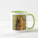 Buscar marmota tazas Mamífero