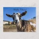 Buscar cabras postales Animales