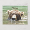 Buscar oso grizzly postales Alaska