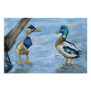 Buscar patos silvestres posters Naturaleza
