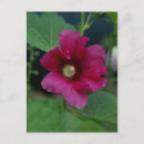 Buscar rosa de sharon postales Fotografía