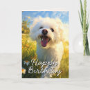 Buscar frise del bichon tarjetas Amante del perro