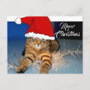 Buscar tabú postales Animal