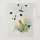 Buscar hummingbird postales John