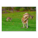 Buscar canguro fotografía Marsupial