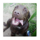 Buscar labrador azulejos Cachorro