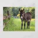Buscar burro postales Amante de los burros